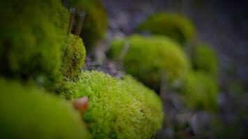 vastleggen de schoonheid van mos Aan rotsen en bomen in een sereen natuurlijk landschap video