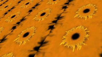 detailopname van zonnebloem patroon Aan amber achtergrond, artistiek bloemen kunst Scherm video