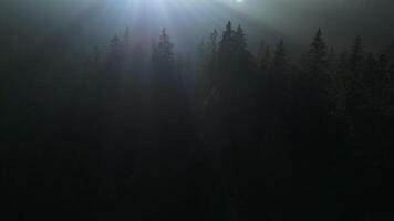 zonlicht schijnend in foogy bos- boom natuur milieu video