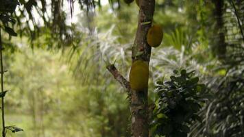 Jaca crescendo em uma árvore dentro a selva, uma tropical plantar com amarelo frutas. video