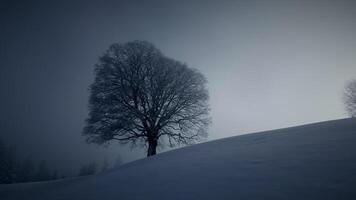 Sol ljus lysande genom träd i vinter- natur säsong landskap video