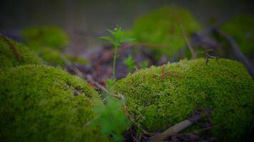 Terrestrial plant emerging from lush green moss, creating a natural landscape video