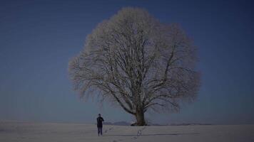 manlig person gående i djup snö ser på enda träd video