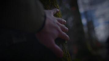 uma fechar-se do uma mão tocante uma galho em uma árvore ramo video
