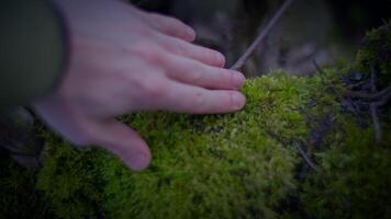 Person gently touches terrestrial plant moss with their hand video