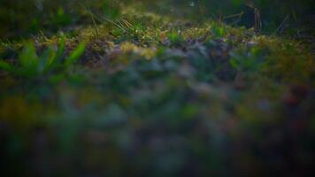 Blurred image of grass field in dark forest, natural landscape video