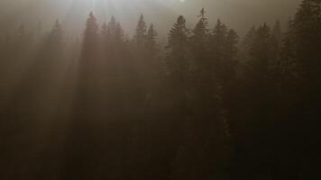 zonlicht schijnend in foogy bos- boom natuur milieu video