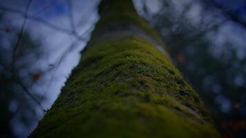 fechar acima Visão do uma coberto de musgo árvore tronco em a floresta declive video