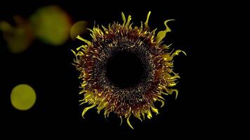 Nahansicht von ein Sonnenblume kontrastiert gegen ein dunkel Hintergrund video