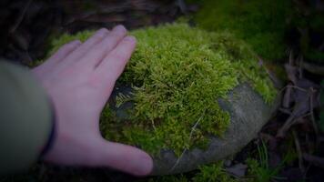 persoon aanraken een met mos bedekt rots in een terrestrisch fabriek landschap video