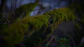 Close up of a mossy terrestrial plant twig in the dark forest video