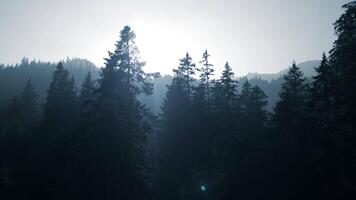 cinematográfico zangão tiro Visão do floresta árvores panorama cenário video