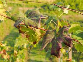 Vineyard leaves close up during autumn season photo