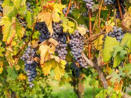 Red wine grapes on vineyard photo