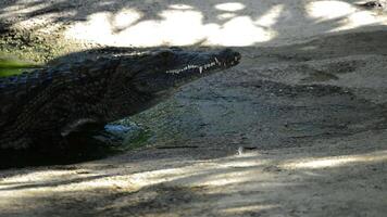 krokodil of alligator in rivier- video