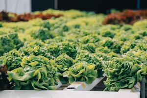 Woman gardener inspects quality of green oak lettuce in greenhouse gardening. Female Asian horticulture farmer cultivate healthy nutrition organic salad vegetables in hydroponic agribusiness farm. photo