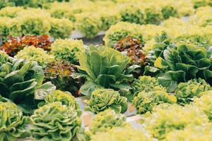 Woman gardener inspects quality of green oak lettuce in greenhouse gardening. Female Asian horticulture farmer cultivate healthy nutrition organic salad vegetables in hydroponic agribusiness farm. photo