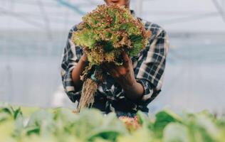 dos asiático agricultores inspeccionando el calidad de orgánico vegetales crecido utilizando hidroponia. foto