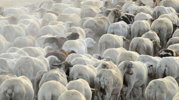 troupeau de mouton en marchant une façon à le coucher du soleil dans une nuage de poussière video