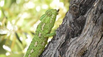 Green common chameleon walking in a tree video
