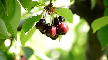 knippa av färsk körsbär, frukt mat, hängande i gren av träd video
