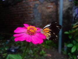 mariposa en el floreciente primavera flor foto