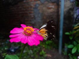 mariposa en el floreciente flor foto