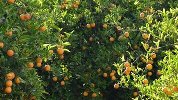 laranjas fruta dentro uma agrícola plantação às pôr do sol video