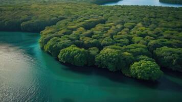 un aéreo ver de un grupo de arboles en el Oceano foto