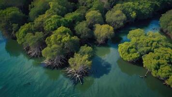 an aerial view of a group of trees in the ocean photo