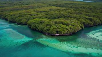 an aerial view of a group of trees in the ocean photo