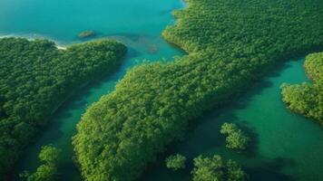 an aerial view of a group of trees in the ocean photo
