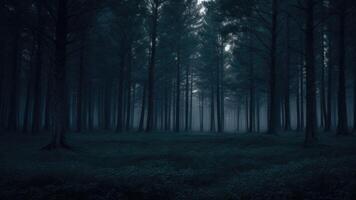 Autumn dark tree forest panorama landscape photo