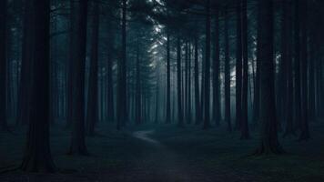 Autumn dark tree forest panorama landscape photo