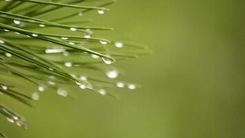 gotas de lluvia en un hoja de un pino un lluvioso día video