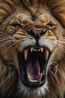 a lion roaring with its mouth open photo