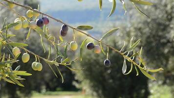 Oliven Obst hängend im ein Ast von ein Olive Baum ein sonnig Tag video