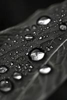 negro y blanco fotografía de un hoja con agua gotas foto