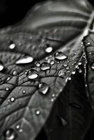 negro y blanco fotografía de un hoja con agua gotas foto