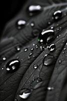 black and white photograph of a leaf with water droplets photo