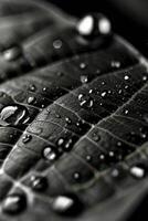 negro y blanco fotografía de un hoja con agua gotas foto