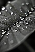 negro y blanco fotografía de un hoja con agua gotas foto