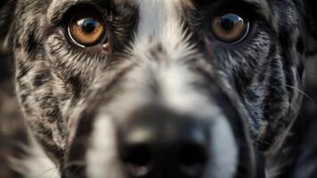 un cerca arriba de un perros cara con grande ojos foto