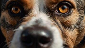 un cerca arriba de un perros cara con grande ojos foto