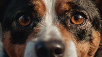 un cerca arriba de un perros cara con grande ojos foto