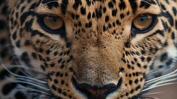 close up of a leopard's face with a dark background photo