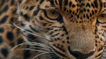 close up of a leopard's face with a dark background photo