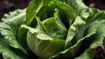 un cerca arriba de lechuga creciente en un campo foto