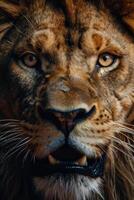 a close up of a lion's face photo