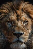 a close up of a lion's face photo
